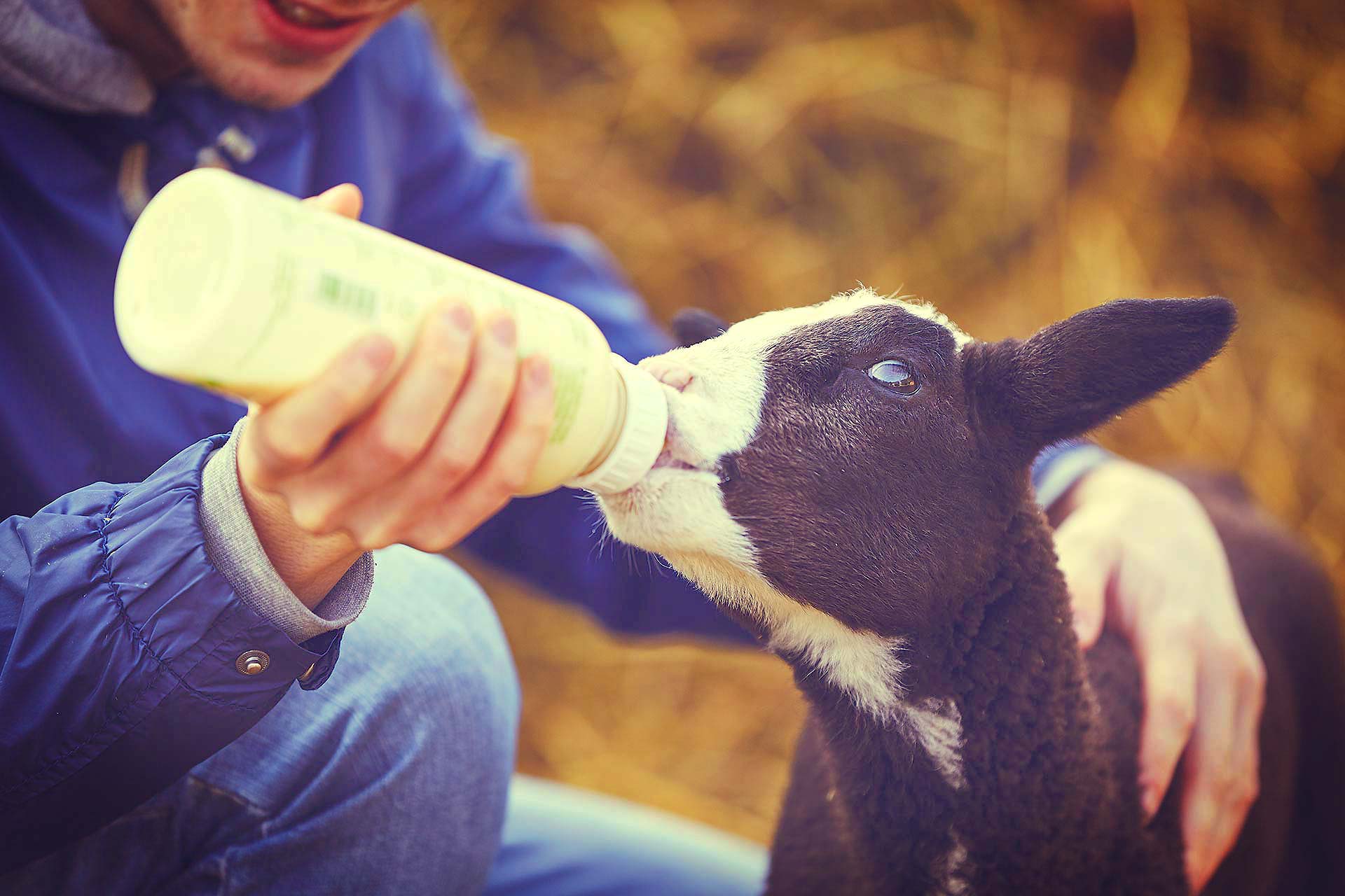 ca-feeding-little-lamb