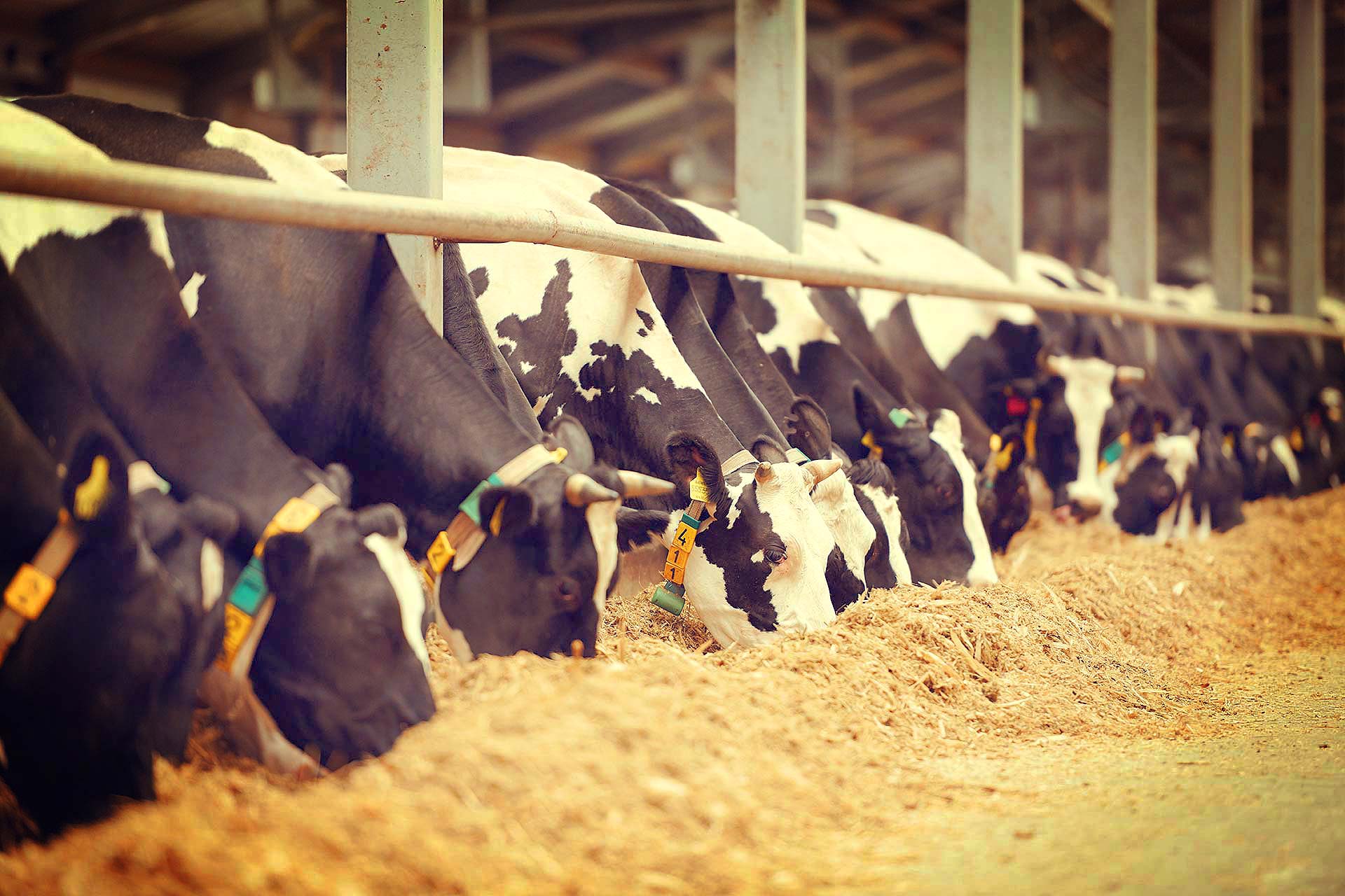 ca-long-row-of-black-and-white-dairy-cows-while-eating